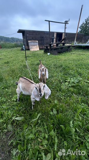 Нубийские козлята