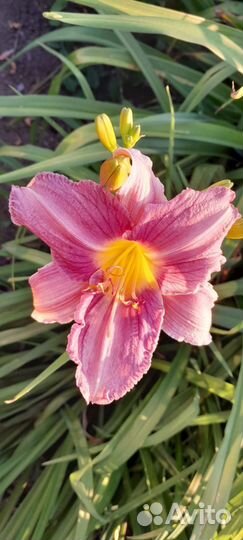 Лилейники сортовые многолетки