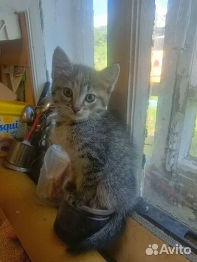 Котята в добрые руки даром
