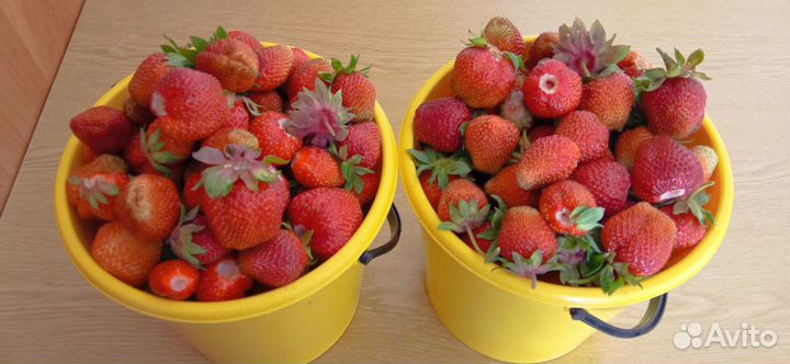 Виктория клубника ягода свежая