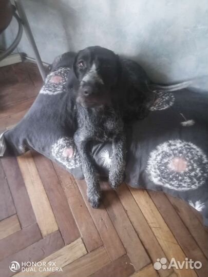 Щенки Дратхаара