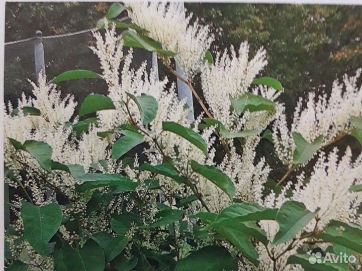 Горец сахалинский