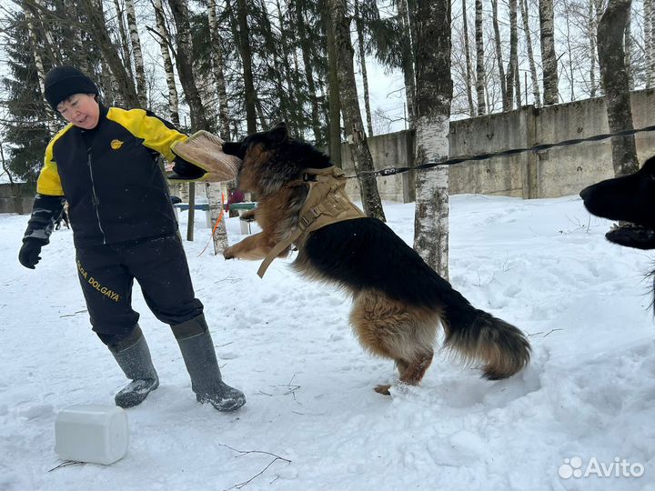 Немецкая овчарка подрощенный кобель