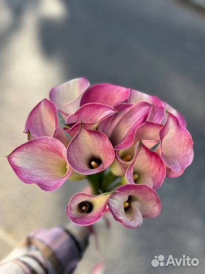 Каллы Букет цветные розовые жёлтые вишнёвые