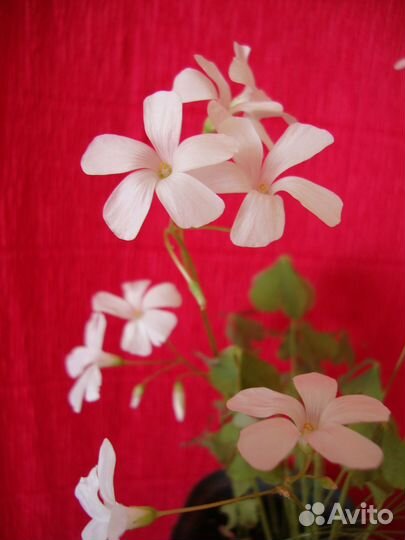 Оксалис-кислица Oxalis articulata white