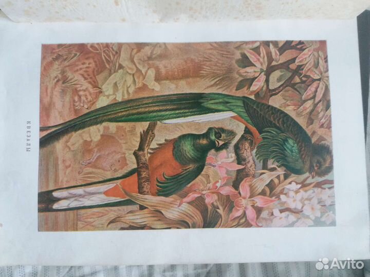 Брем, жизнь животных II том, 1930г