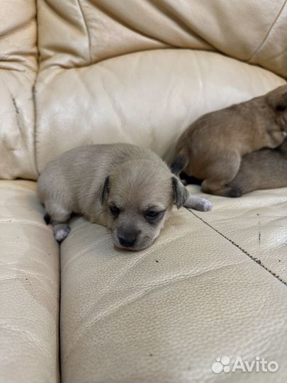 Собака маленькая