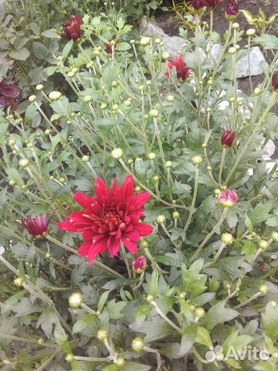 Хризантема