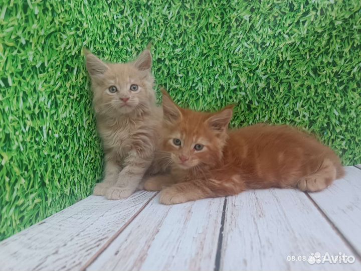 Мейн.кун разные окрасы от чемпионов