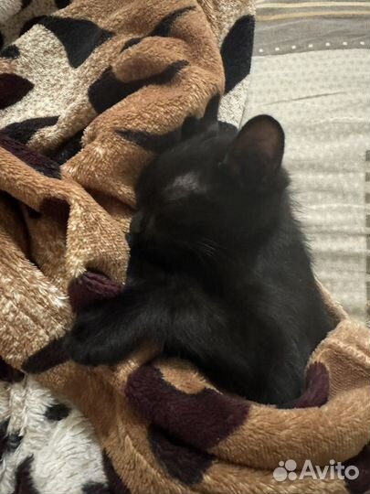 Кошка в дар бесплатно