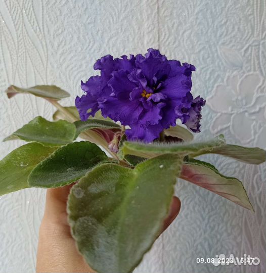 Сортовые фиалки цветущий стартер