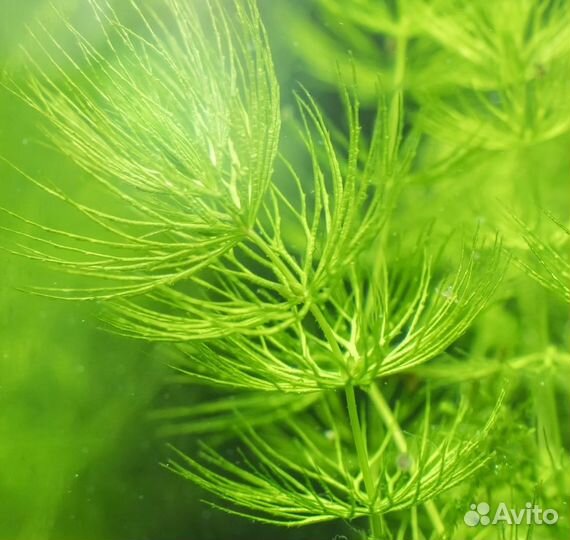 Роголистник