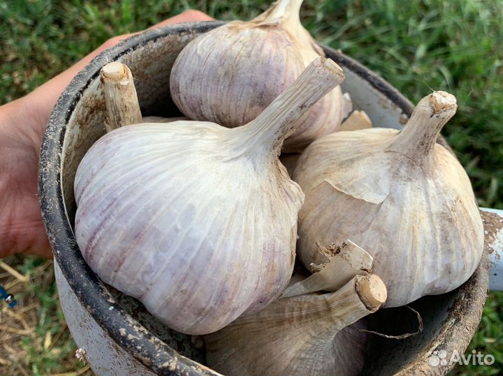 Продам чеснок