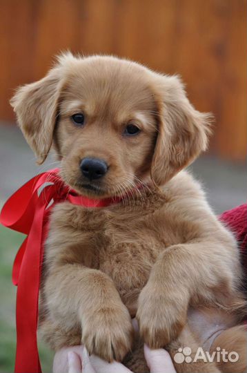 Выгул собак-13 лет