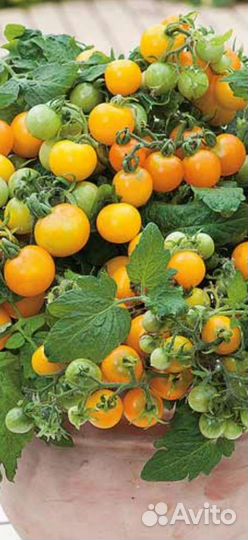 Рассада помидор -черри. Новый год