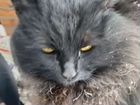 Кот сибирской породы объявление продам