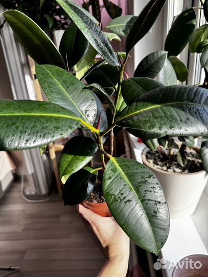 Комнатные цветы фикус каучуконосный