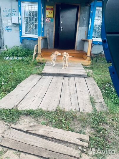 Щенки метисы гончей