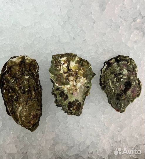 Живые устрицы