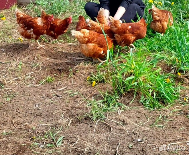 Куры несушки продам