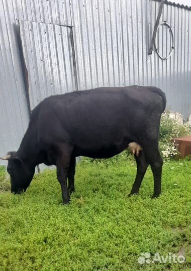 Корова дойная