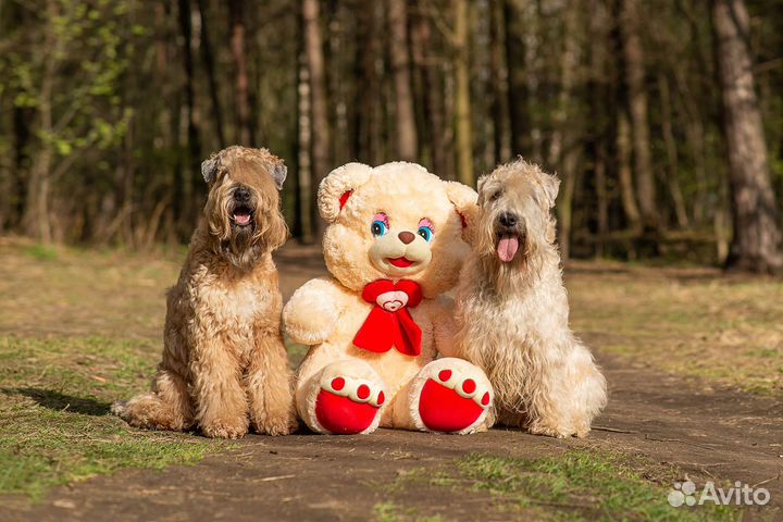 Щенки пшеничного терьера