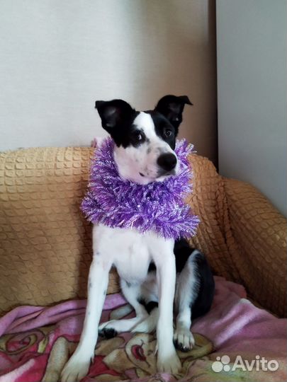 Сдобная Булка к вашему столу