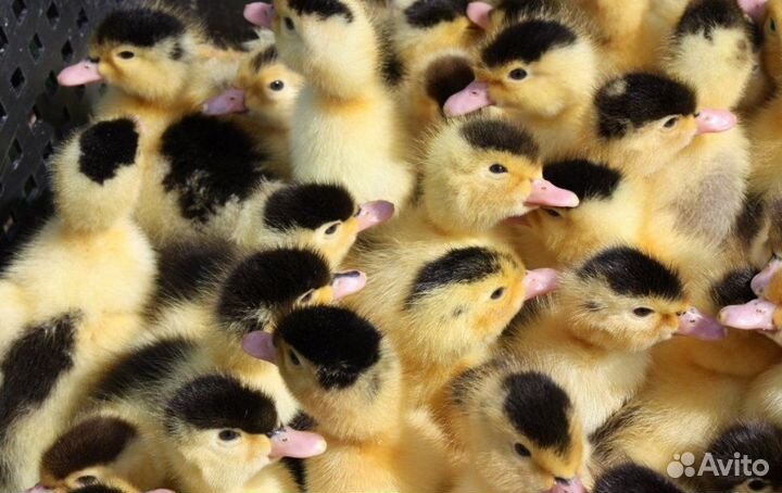 Утята гусята индоутята