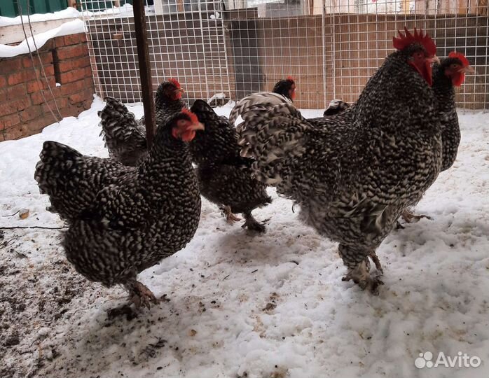 Инкубационное яйцо Мехеленской Кукушки