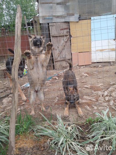 Бельгийская овчарка