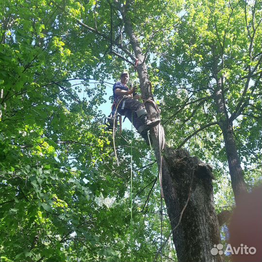 Спилить дерево