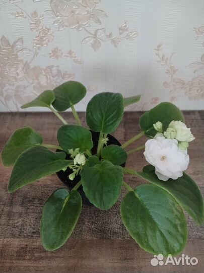 Сортовые фиалки,укор.черенки