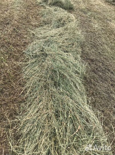 Сено в тюках