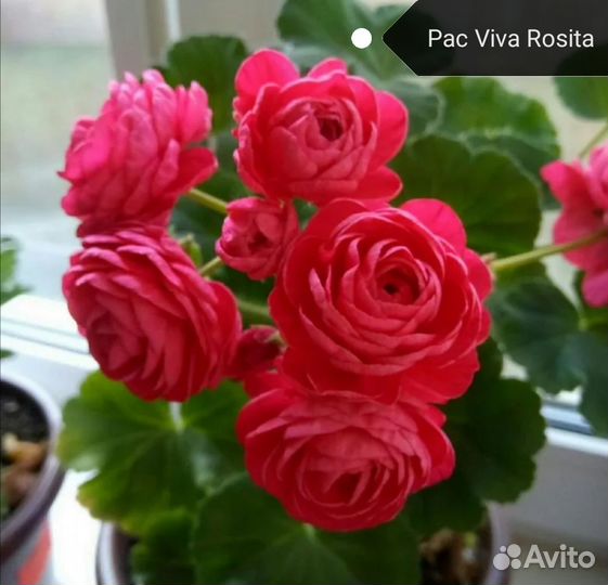 Сортовая пеларгония