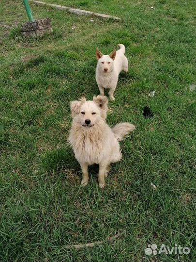 Собака Дэнни