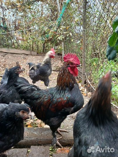 Молодые петухи