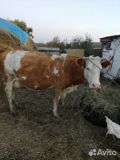 Корова дойная