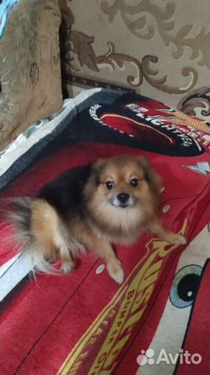 Японский и немецкий шпиц