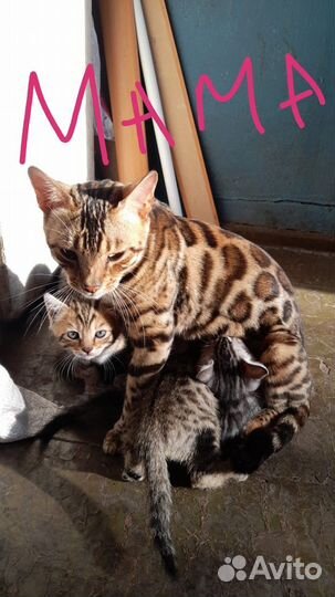 Бенгалские котята с британцем (метисы)