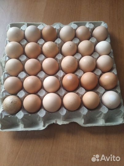 Инкубационное яйцо