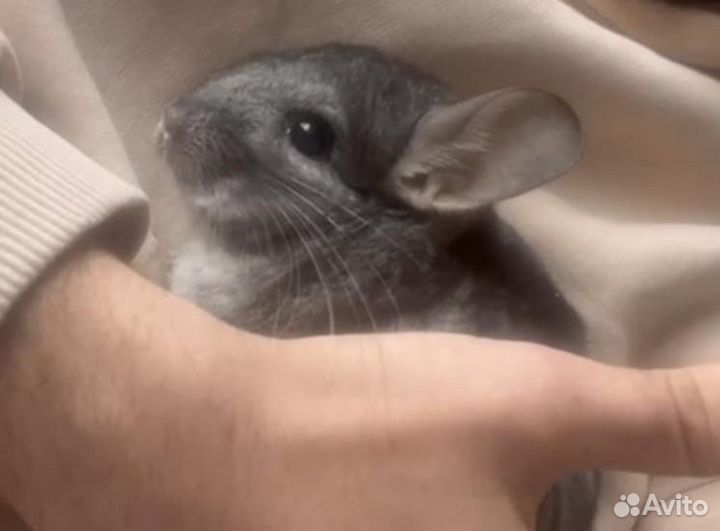 Шиншиллята мальчики