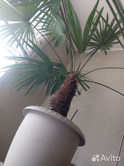 Пальма трахикарпус