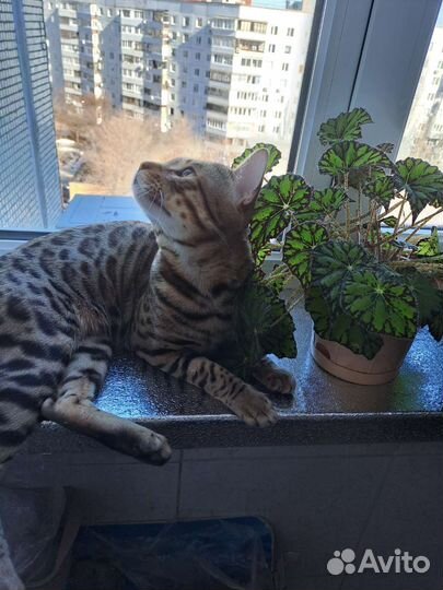 Бенгальский кот вязка