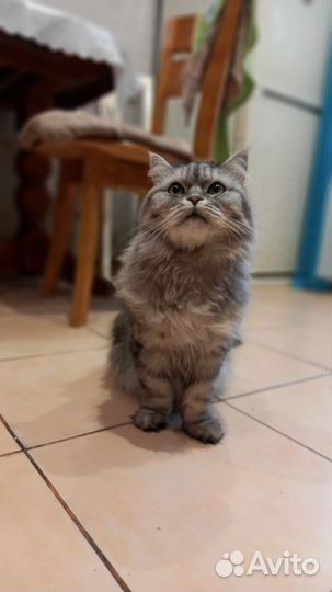 Кошки