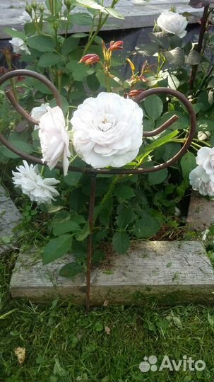 Поддержка для роз завиток