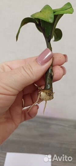 Замиокулькас Зензи Жук