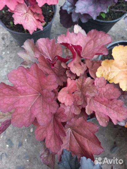 Садовые растения