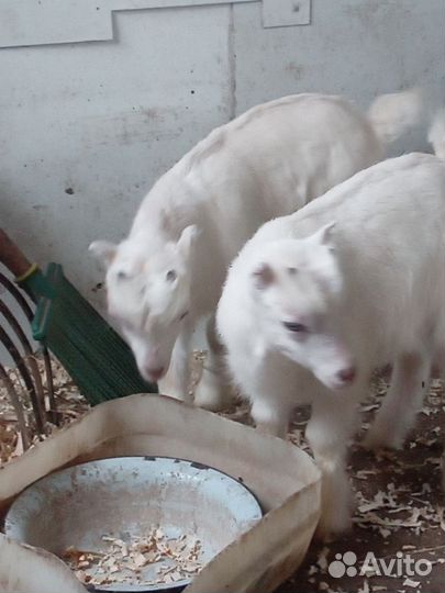 Продам козлят Ламанчи
