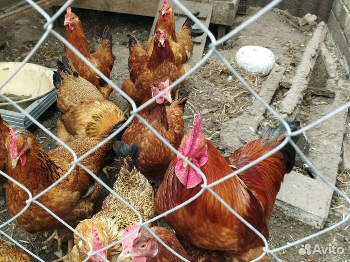 Инкубационные яйца Кученские юбилейные