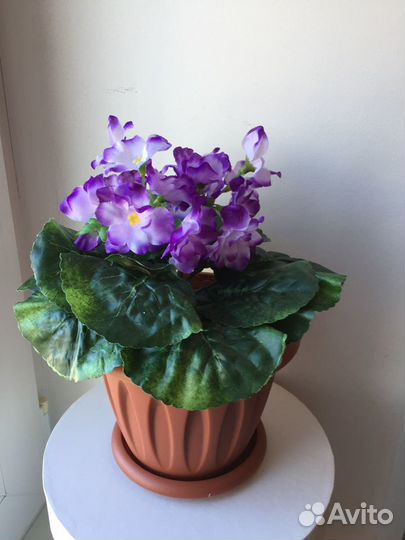 Цветы фиалка декоративная в горшке